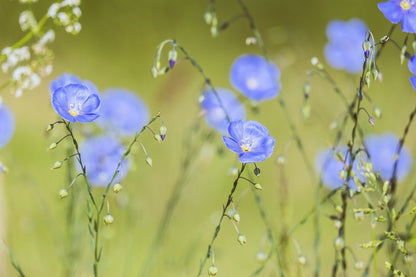 Field With Blue Flax Flowers Photograph Print 100% Australian Made