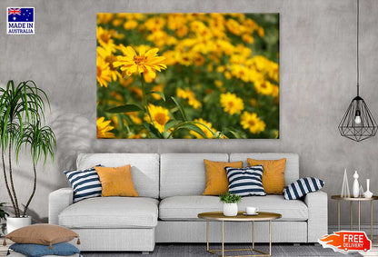 Yellow Daisies Field Closeup View Photograph Print 100% Australian Made