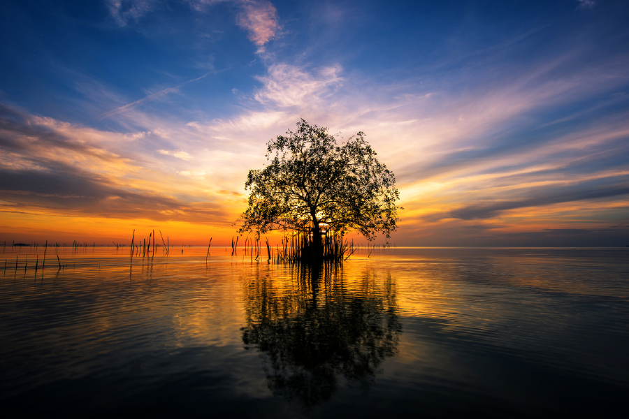 Tree On Lake & Sunset View Photograph Print 100% Australian Made