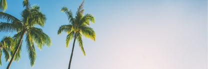 Panoramic Canvas Palm Trees with Sky View Photograph High Quality 100% Australian Made Wall Canvas Print Ready to Hang