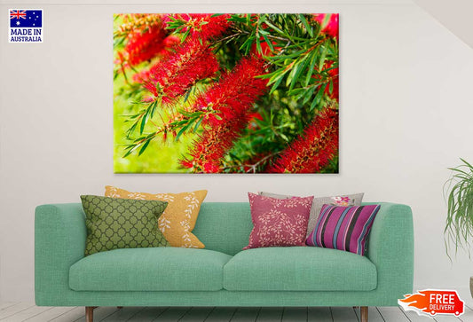 Red Bottlebrushes Plant Flowers View Photograph Print 100% Australian Made