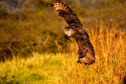Flying Owl on Field Photograph Home Decor Premium Quality Poster Print Choose Your Sizes