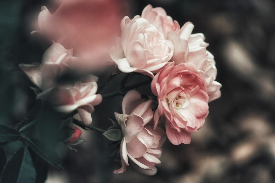 Rosebush Closeup Photograph Print 100% Australian Made