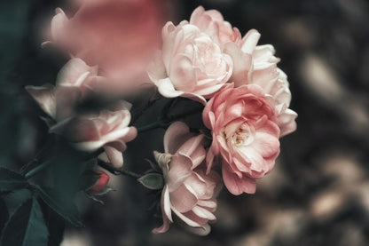 Rosebush Closeup Photograph Print 100% Australian Made
