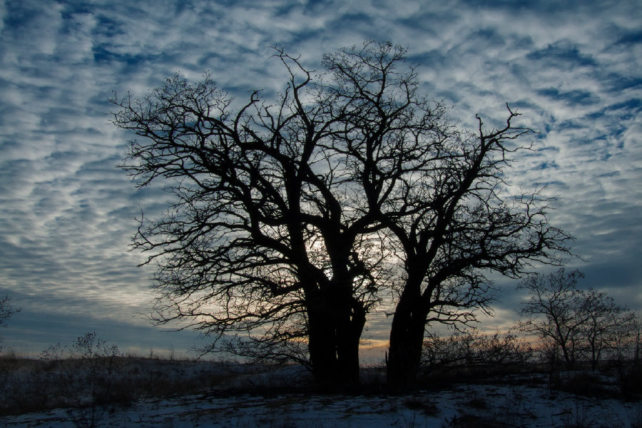 Trees on Hill with Cloudy Winter Photograph Print 100% Australian Made