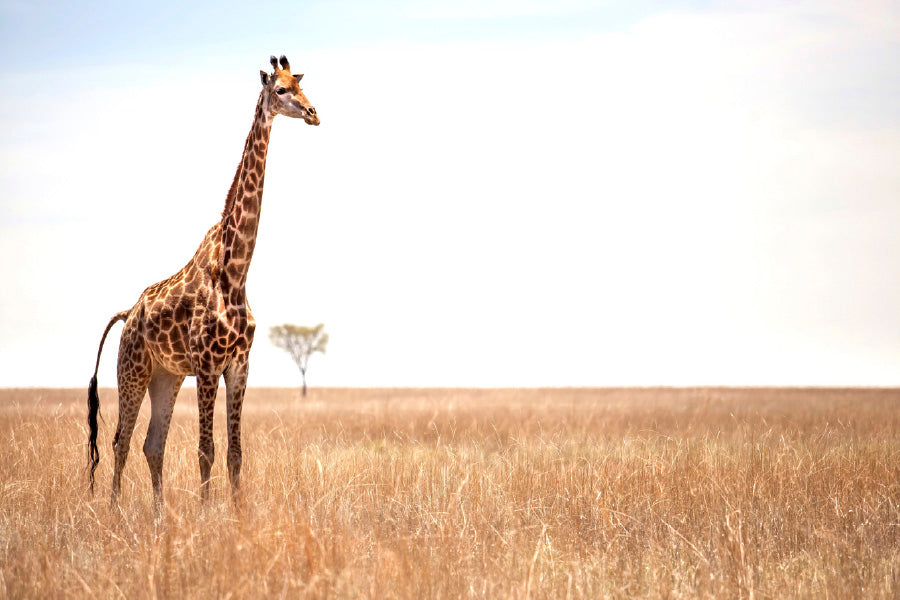 Giraffe on African Landscape Photograph Print 100% Australian Made