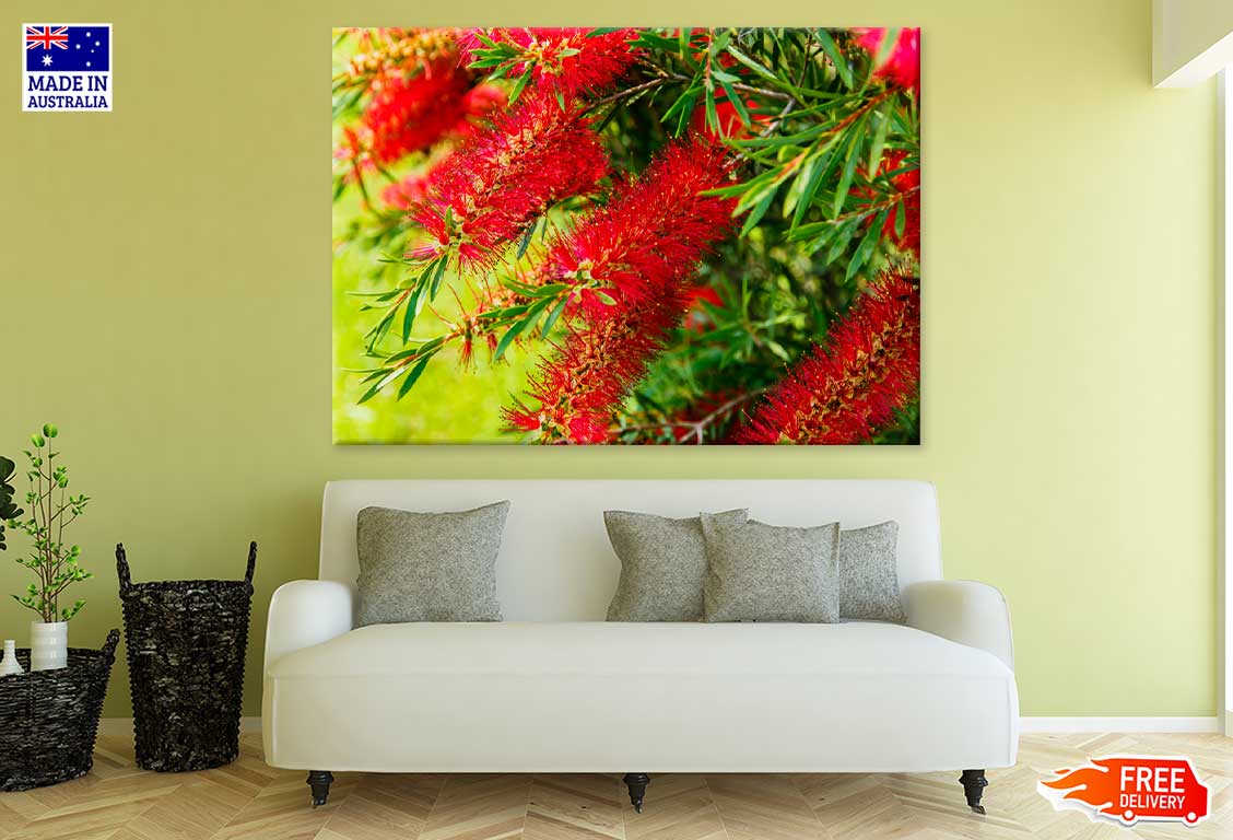 Red Bottlebrushes Plant Flowers View Photograph Print 100% Australian Made