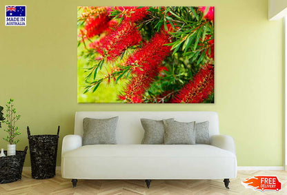 Red Bottlebrushes Plant Flowers View Photograph Print 100% Australian Made