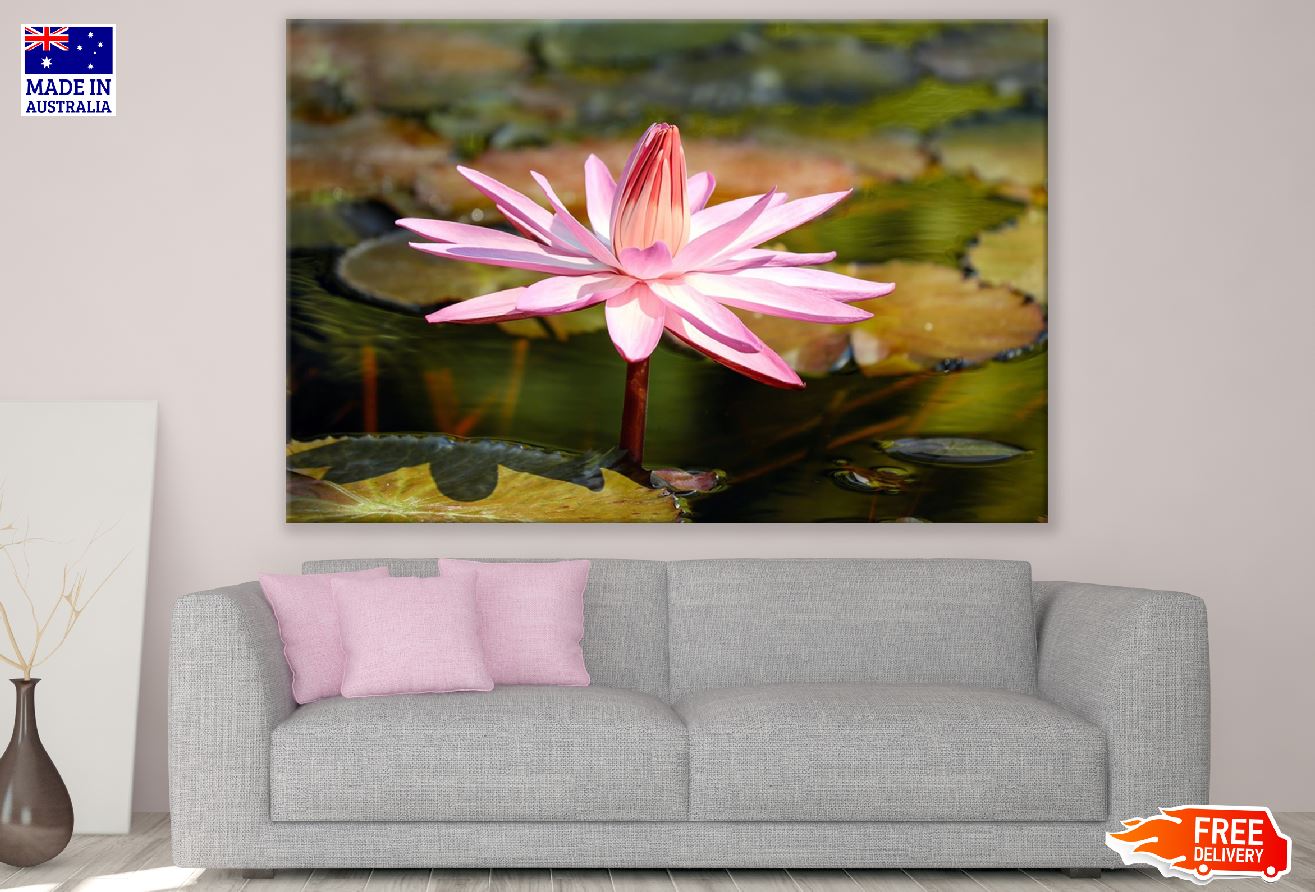 Pink Lotus Flower Closeup Photograph Print 100% Australian Made