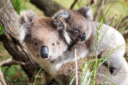 Koala Bears on Tree Photograph Print 100% Australian Made