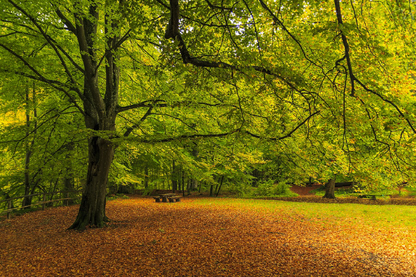 Huge Tree & Dry Leaves Coveres Ground Photograph Print 100% Australian Made