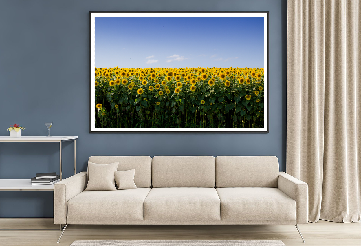 Sunflowers Field & Sky View Photograph Home Decor Premium Quality Poster Print Choose Your Sizes