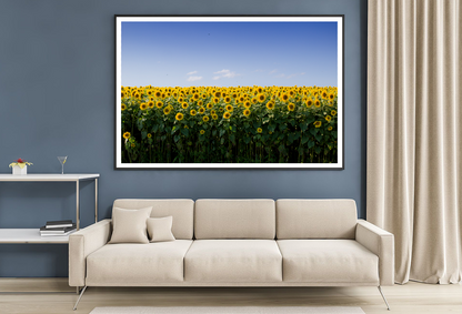 Sunflowers Field & Sky View Photograph Home Decor Premium Quality Poster Print Choose Your Sizes