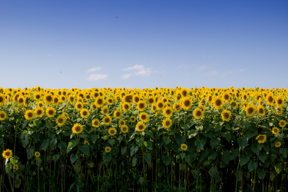 Sunflowers Field & Sky View Photograph Home Decor Premium Quality Poster Print Choose Your Sizes