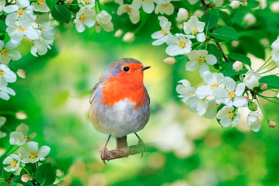 Bella Home Bird Sits on Apple Flower Branch Print Canvas Ready to hang