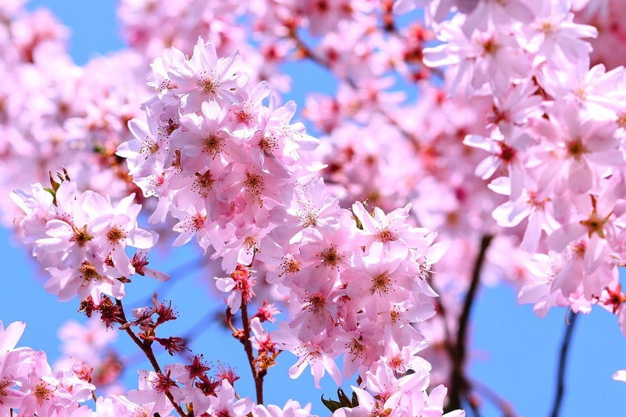 Pink Cherry Blossom Flowers View Photograph Print 100% Australian Made