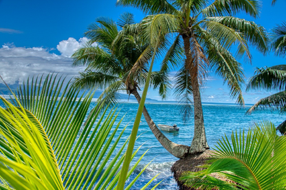 Palm Trees Near Sea Photograph Print 100% Australian Made