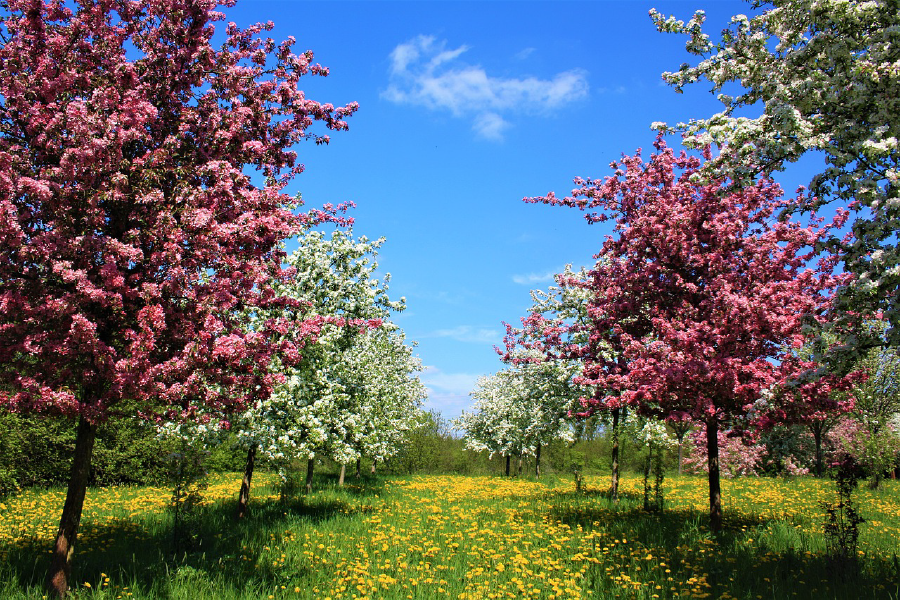 Colorful Trees in Garden Photograph Print 100% Australian Made