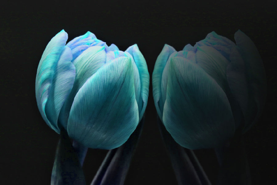 Blue Tulip on Dark Closeup View Photograph Print 100% Australian Made
