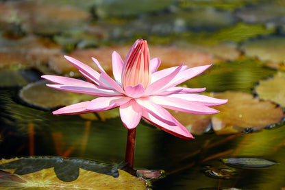 Pink Lotus Flower Closeup Photograph Print 100% Australian Made