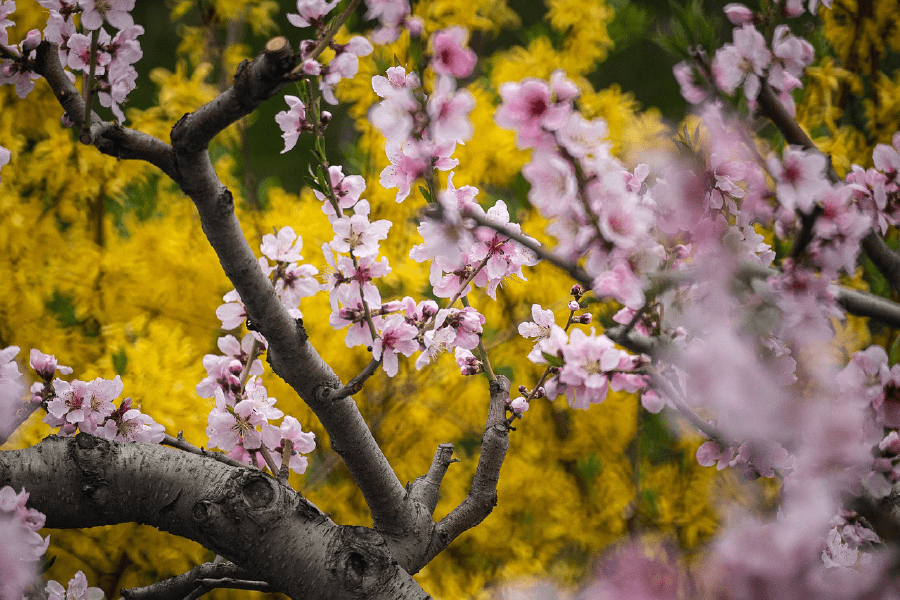 Cherry Blossom Tree Photograph Print 100% Australian Made