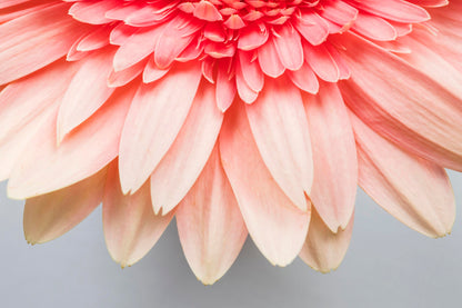 Pink Flower Petals Closeup View Photograph Home Decor Premium Quality Poster Print Choose Your Sizes