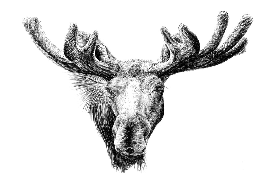 Moose Face Drawing Photograph Print 100% Australian Made