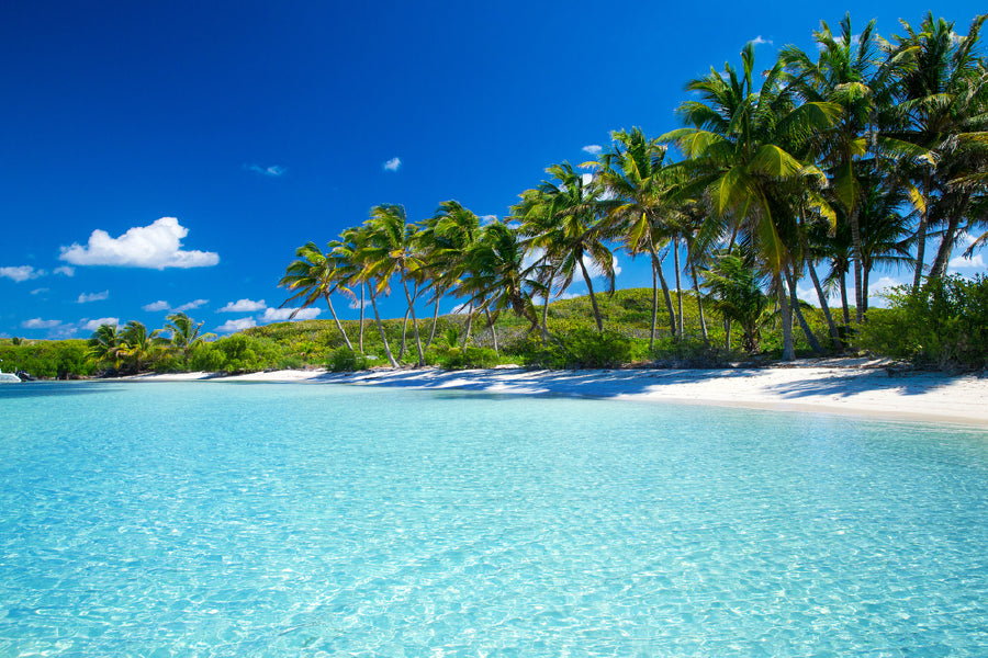 Tropical Palm Trees Near Blue Sea Photograph Print 100% Australian Made