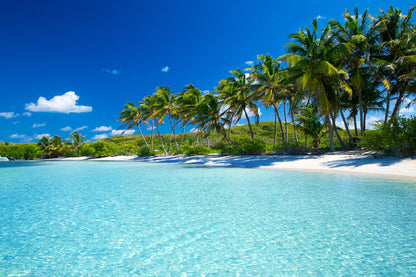 Tropical Palm Trees Near Blue Sea Photograph Print 100% Australian Made