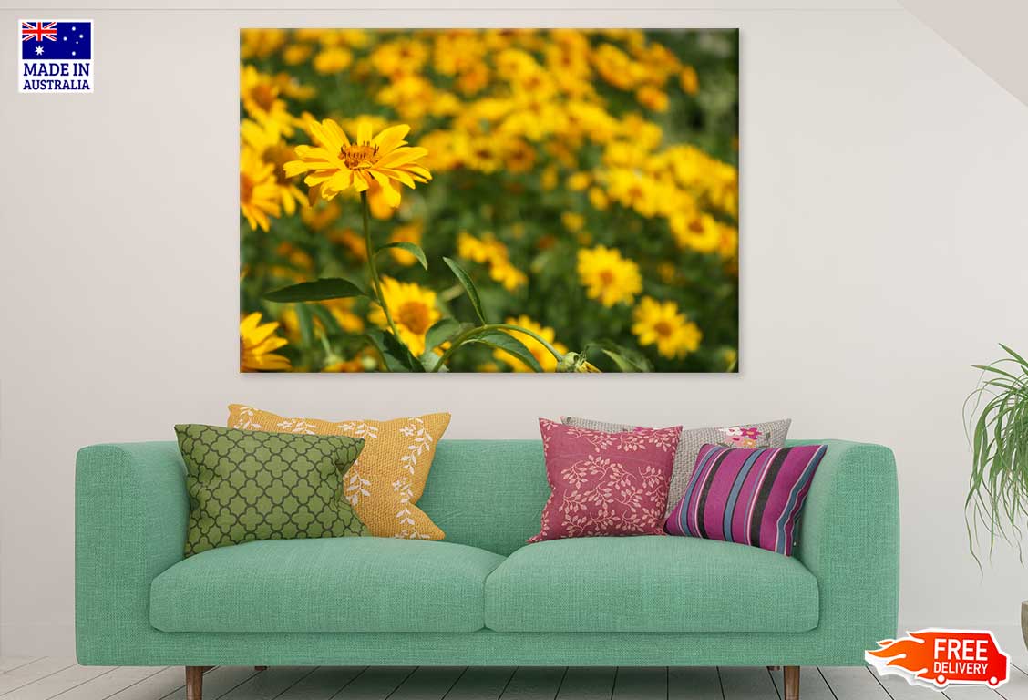 Yellow Daisies Field Closeup View Photograph Print 100% Australian Made