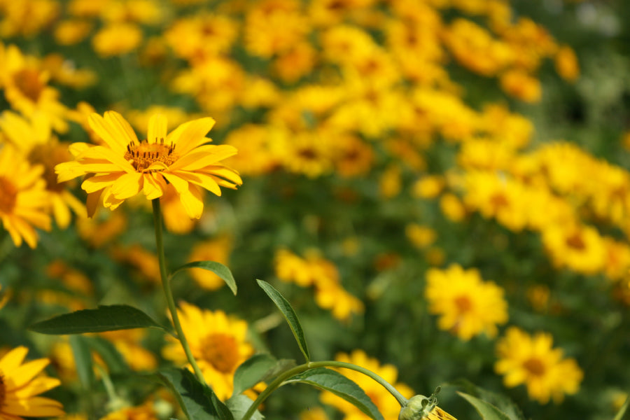 Yellow Daisies Field Closeup View Photograph Print 100% Australian Made