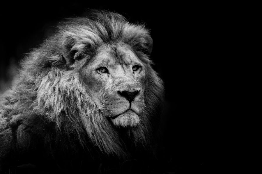 Lion on Dark B&W Photograph Print 100% Australian Made