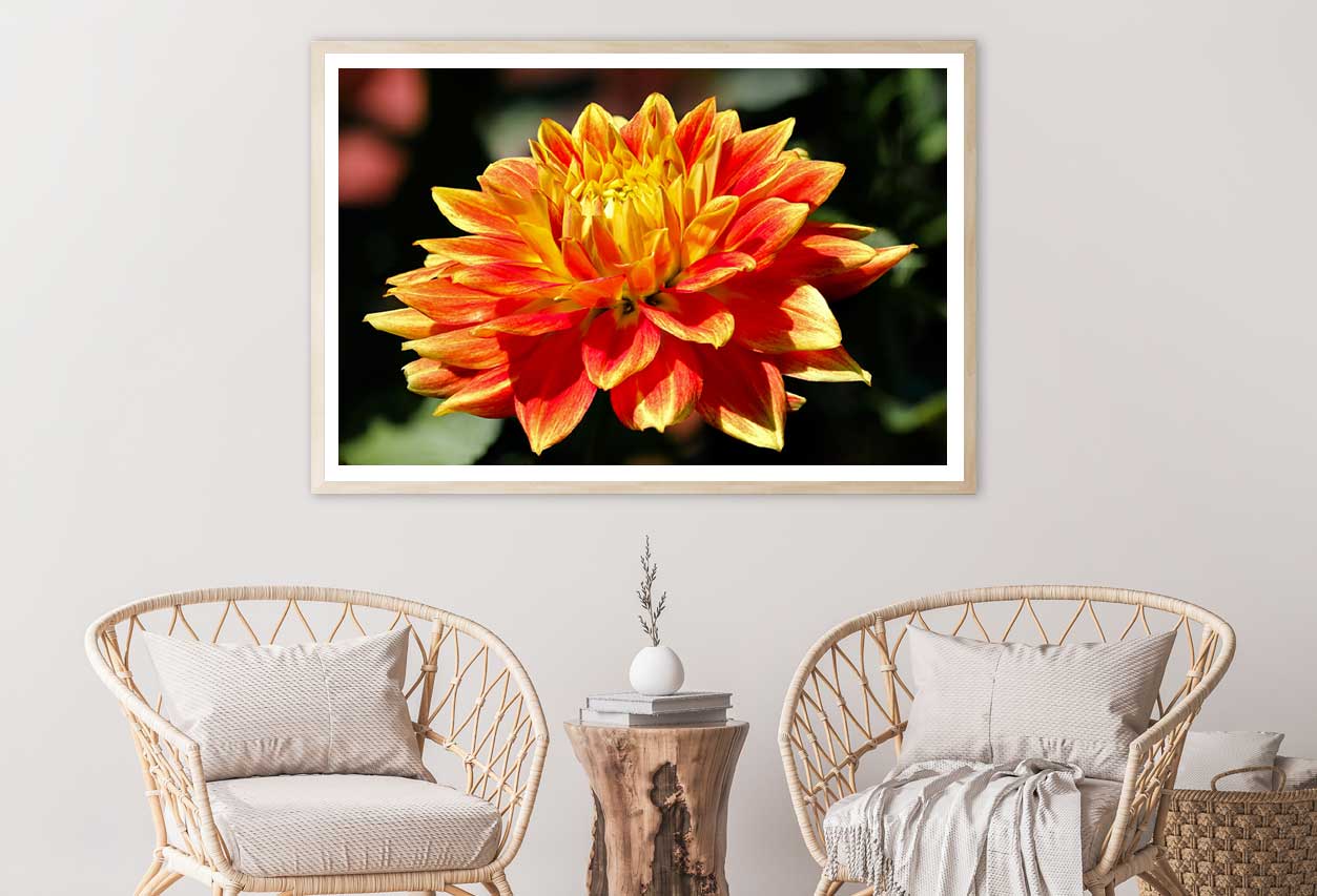 Yellow Orange Dahlia Flower View Photograph Home Decor Premium Quality Poster Print Choose Your Sizes