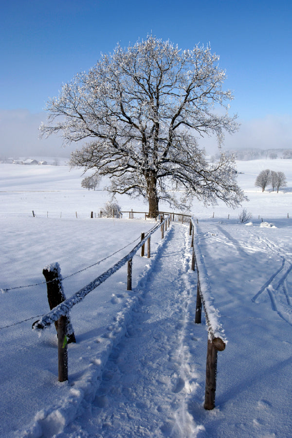 Old Tree in Meadow Winter Scenery Photograph Home Decor Premium Quality Poster Print Choose Your Sizes