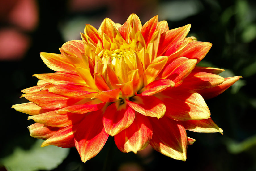 Yellow Orange Dahlia Flower View Photograph Home Decor Premium Quality Poster Print Choose Your Sizes