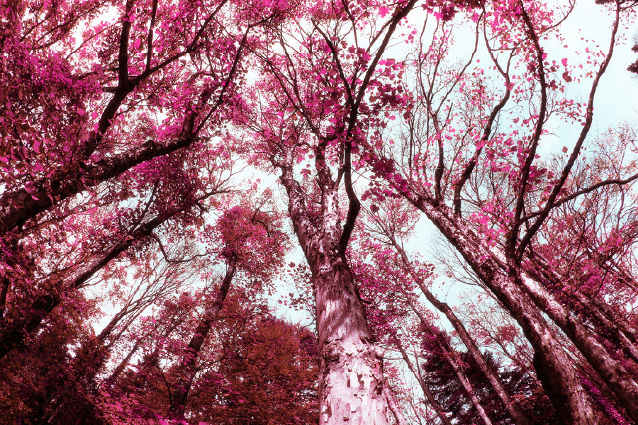 Pink Autumn Trees View from Below Photograph Print 100% Australian Made