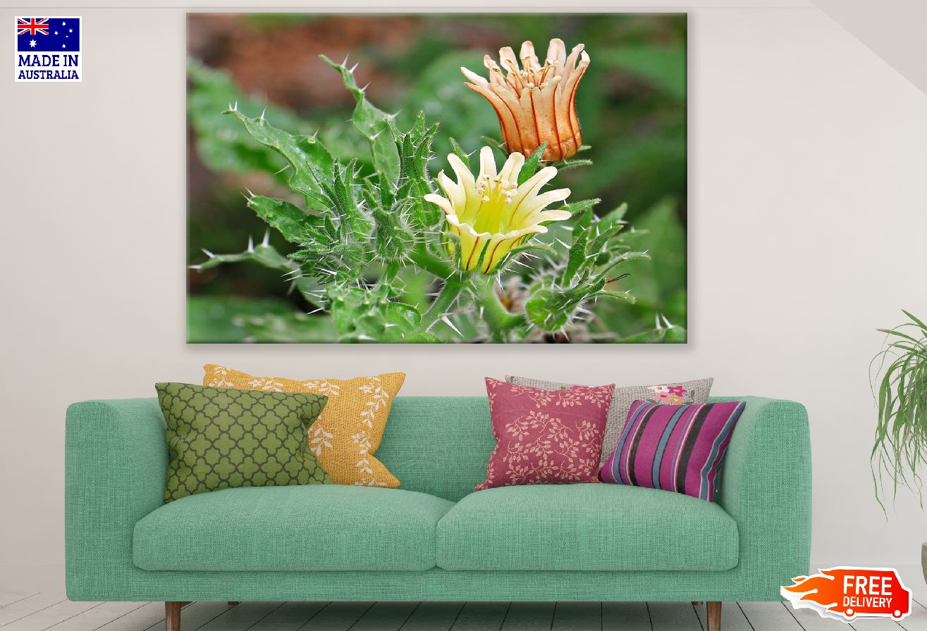 Cactus Flowers Closeup Photograph Print 100% Australian Made