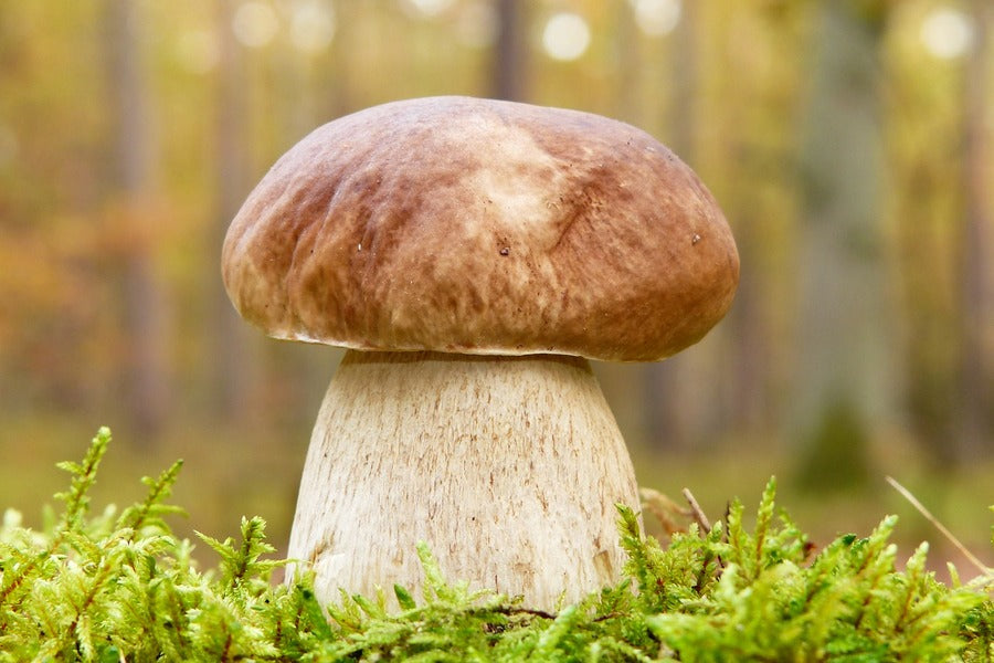 Boletus Edulis Mushroom Hat Photograph Print 100% Australian Made