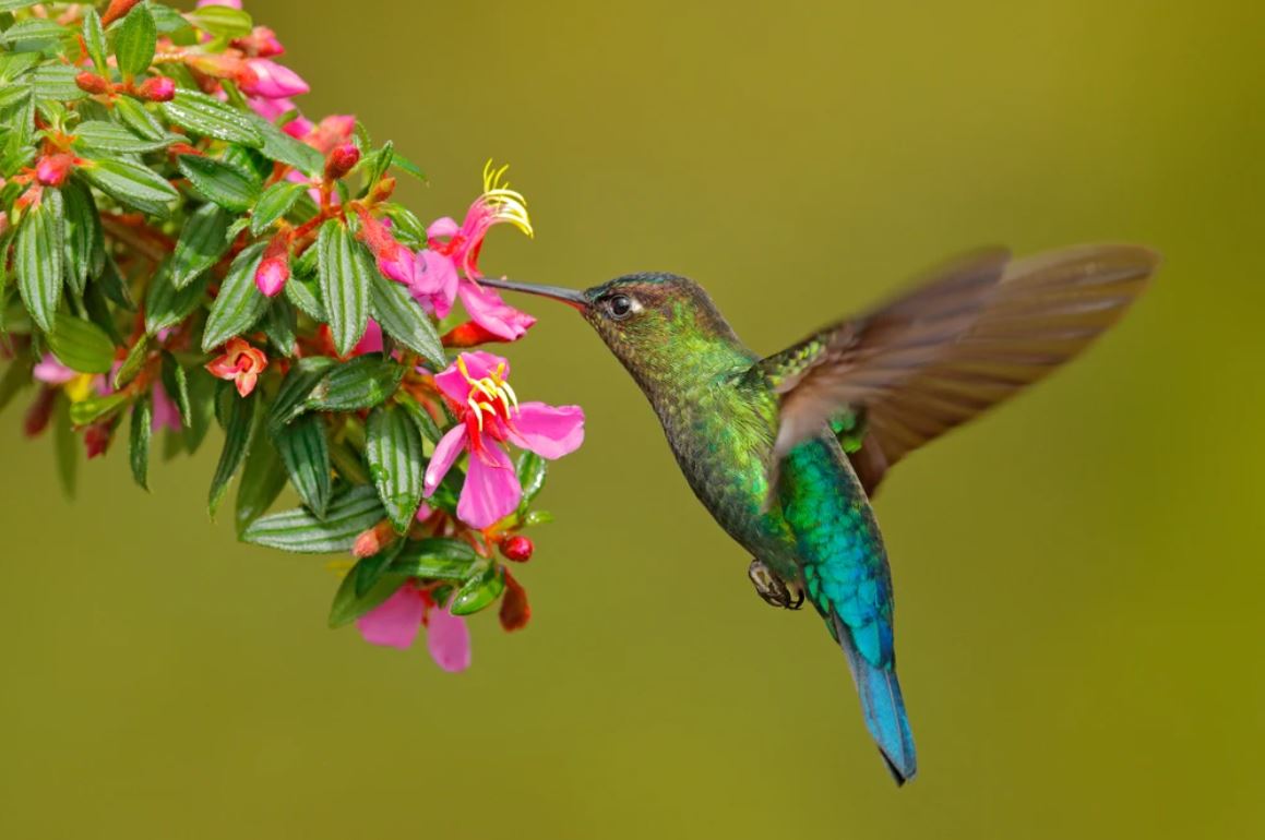 Humming Bird & Flowers Photograph Home Decor Premium Quality Poster Print Choose Your Sizes