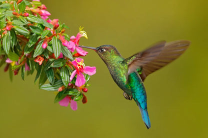 Humming Bird & Flowers Photograph Home Decor Premium Quality Poster Print Choose Your Sizes