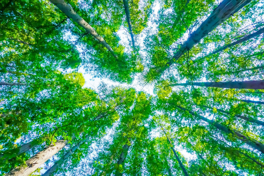 Green Tall Trees View From Below Photograph Print 100% Australian Made