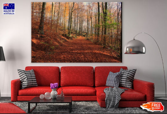 Autumn Forest & Pathway Photograph Print 100% Australian Made