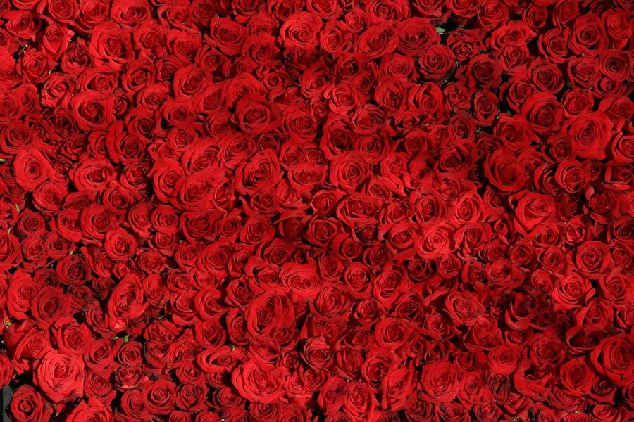 Red Roses Photograph Print 100% Australian Made