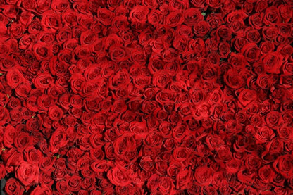 Red Roses Photograph Print 100% Australian Made