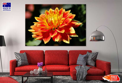 Yellow Orange Dahlia Flower View Photograph Print 100% Australian Made
