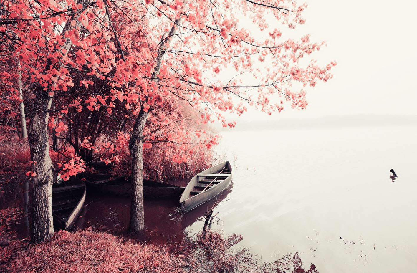 Wallpaper Murals Peel and Stick Removable Boat & Forest Near Lake Photograph High Quality