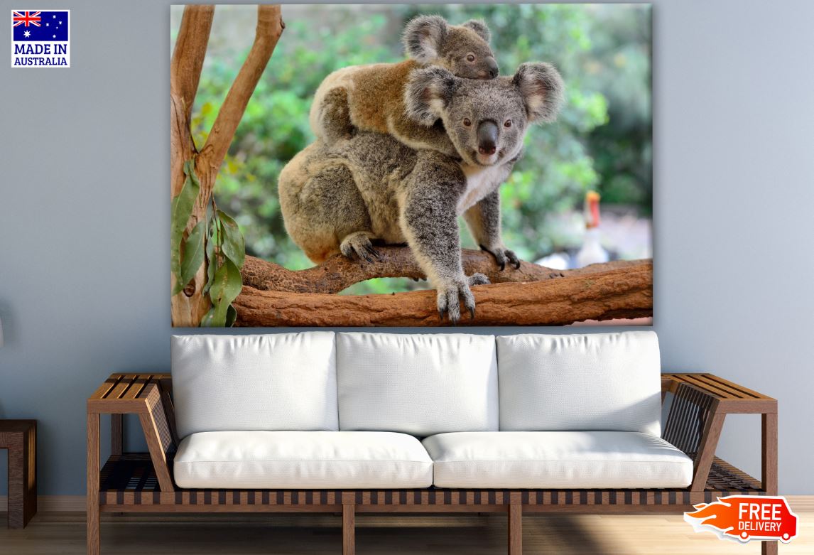 Koala Bear & Baby On a Tree Photograph Print 100% Australian Made