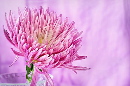 Pink Chrysanthemum Flower Closeup Photograph Print 100% Australian Made