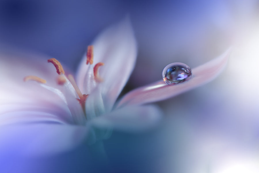 Water Drop on White Flower View Photograph Print 100% Australian Made