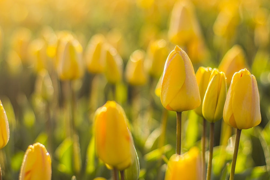 Yellow Tulip Flowers Photograph Print 100% Australian Made